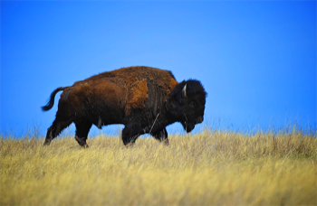  Bison, Custer State Park, South Dakota 